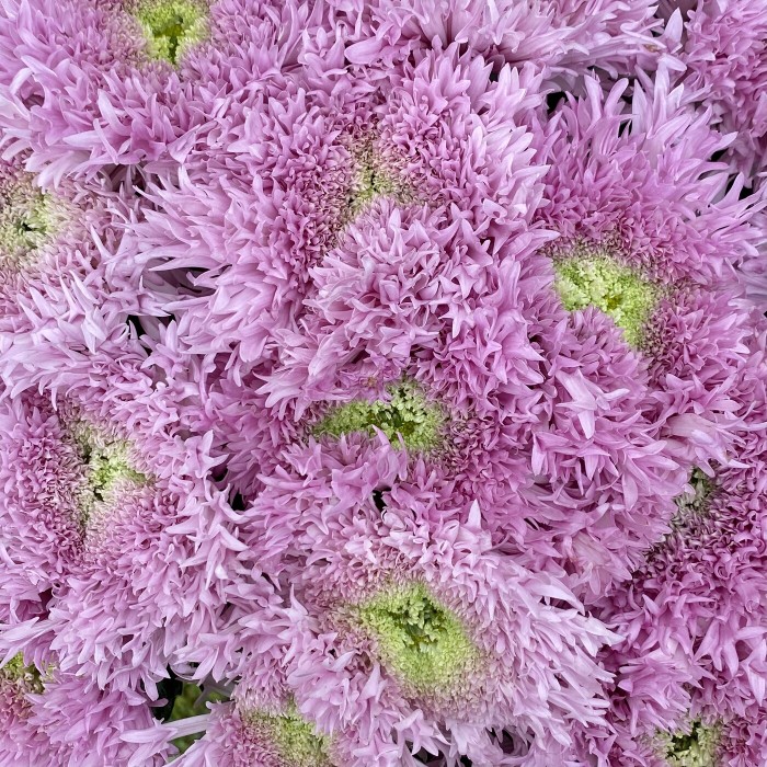 Хризантема розовая Этруско Пинк