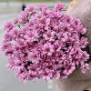 Хризантема кустовая Катинка
