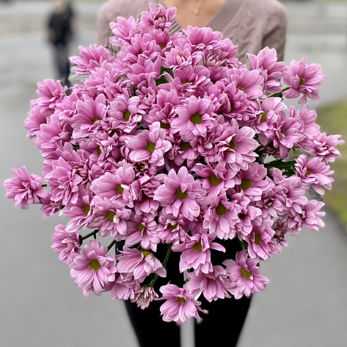 Хризантема кустовая Катинка