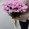 Хризантема кустовая Катинка