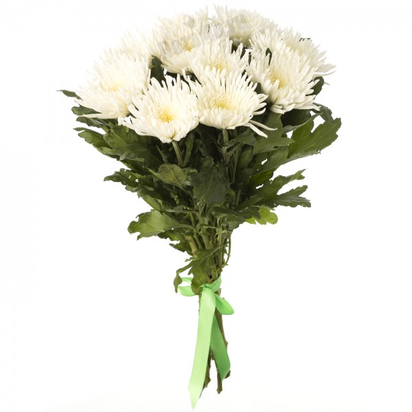 Хризантема игольчатая белая