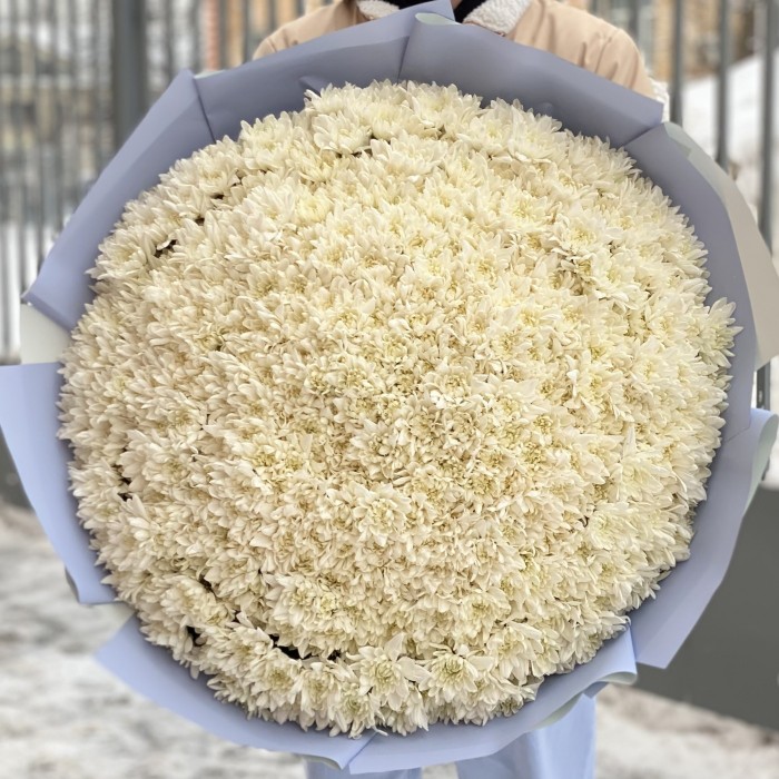 101 белоснежная хризантема Балтика