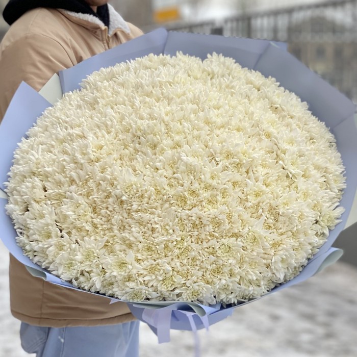 101 белоснежная хризантема Балтика