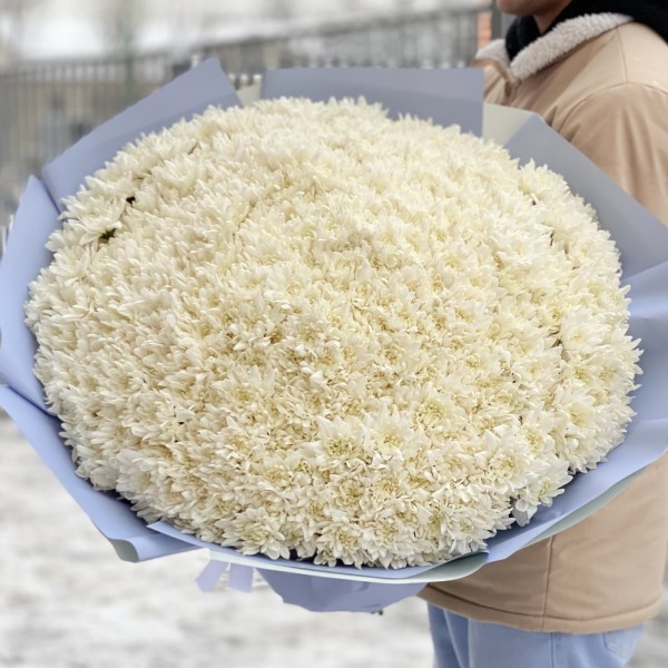 101 белоснежная хризантема Балтика