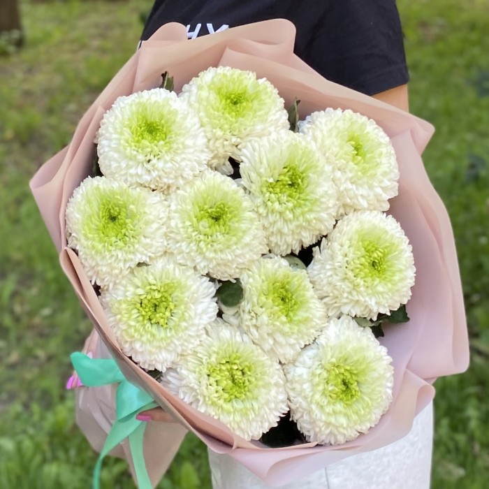 11 бело-зеленых хризантем Помпон