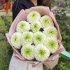 11 бело-зеленых хризантем Помпон