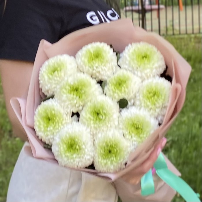 11 бело-зеленых хризантем Помпон