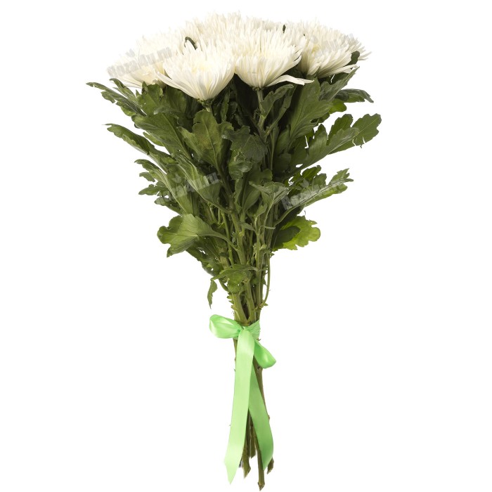 Хризантема игольчатая белая