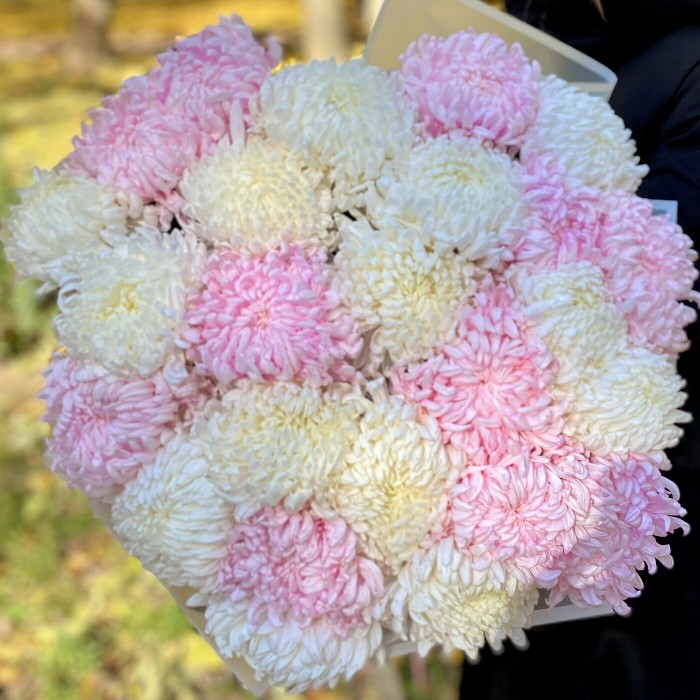 25 розовых и белых крымских хризантем