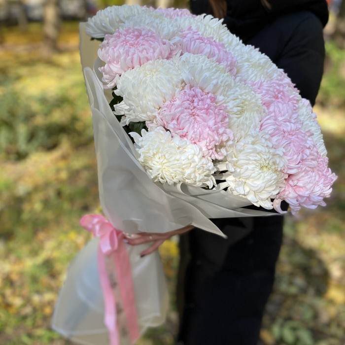 25 розовых и белых крымских хризантем