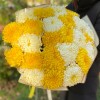 25 желтых и белых крымских хризантем