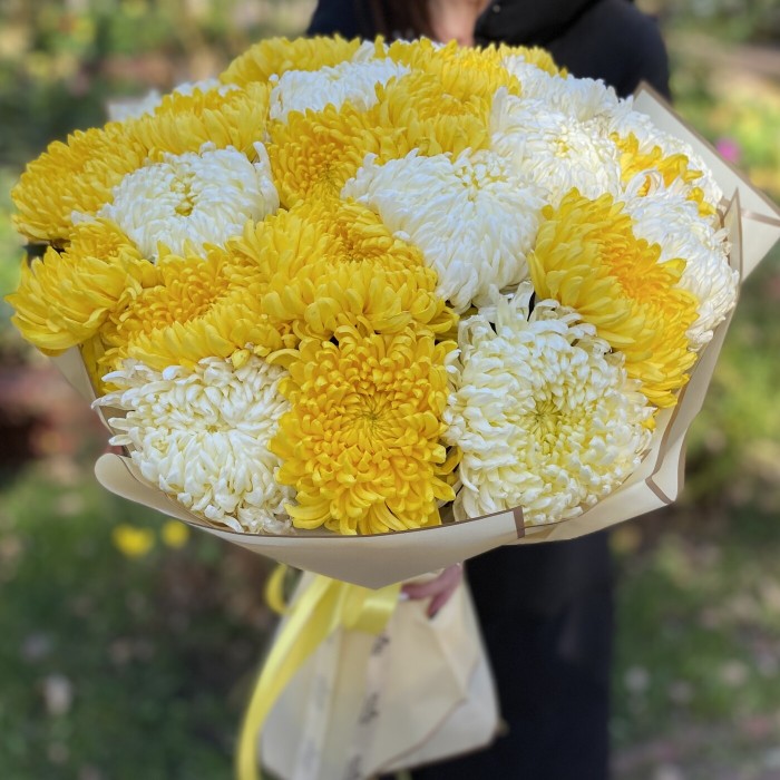 25 желтых и белых крымских хризантем