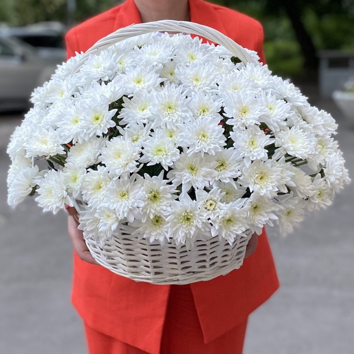 25 белых кустовых хризантем Балтика в корзине