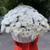 25 белых кустовых хризантем Балтика в корзине