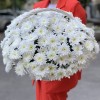 25 белых кустовых хризантем Балтика в корзине