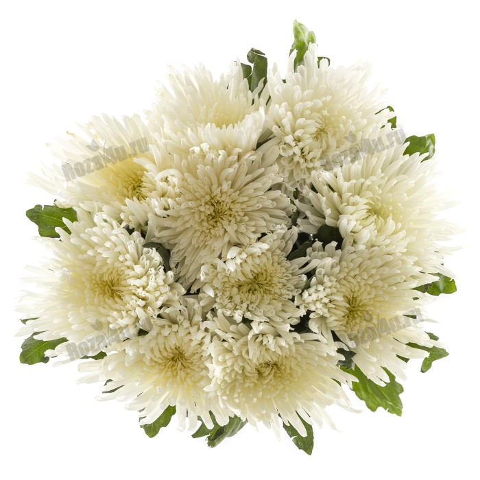 Хризантема игольчатая белая
