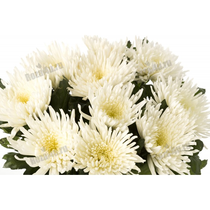 Хризантема игольчатая белая