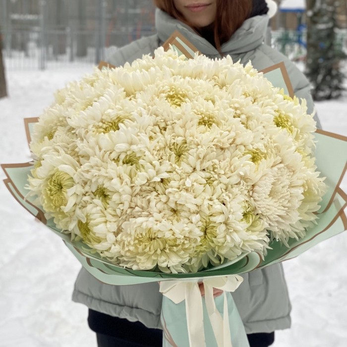 51 белая хризантема