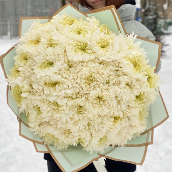 51 белая хризантема