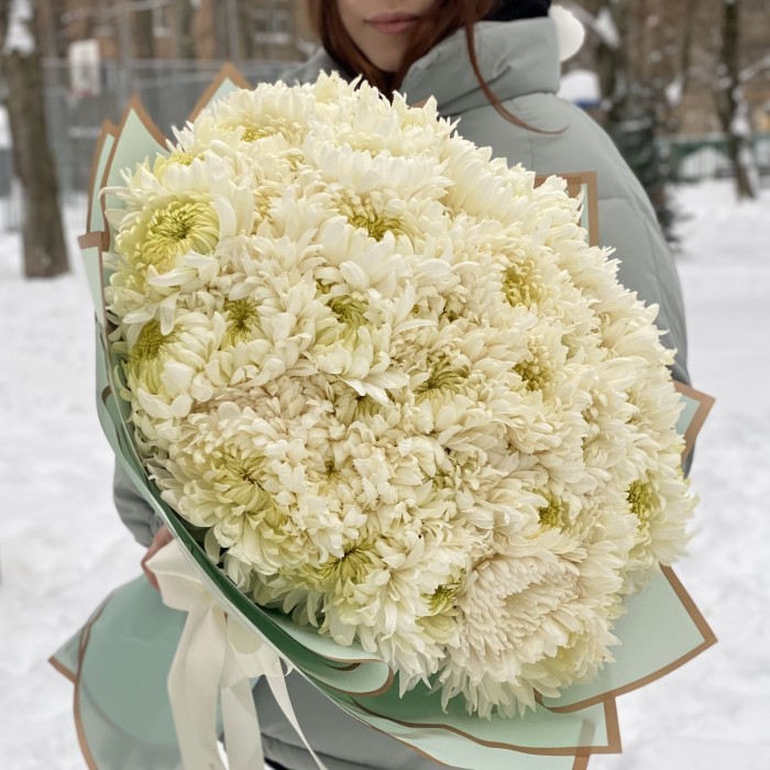 51 белая хризантема