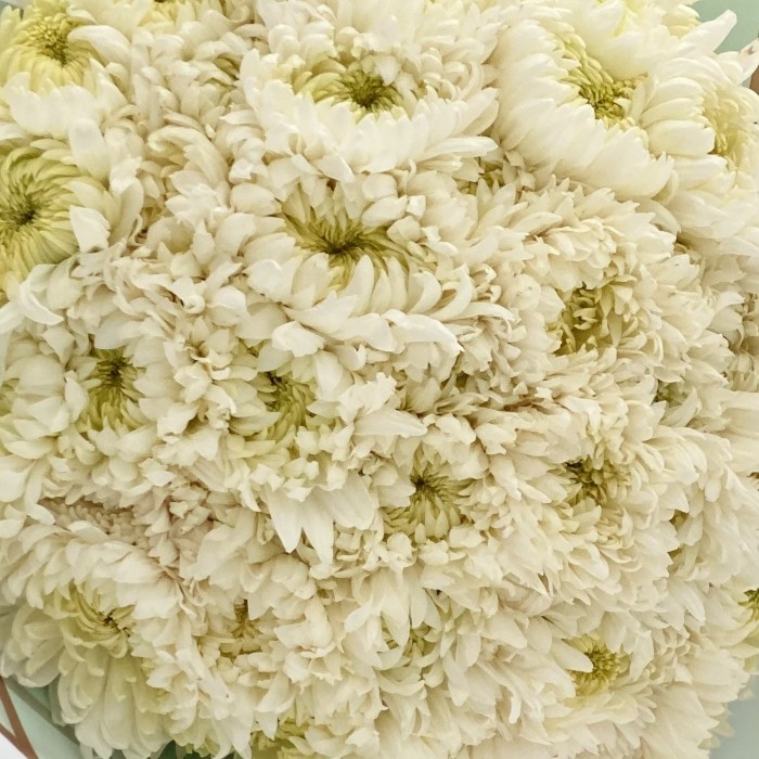51 белая хризантема