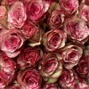 51 пятнистая роза Барракуда
