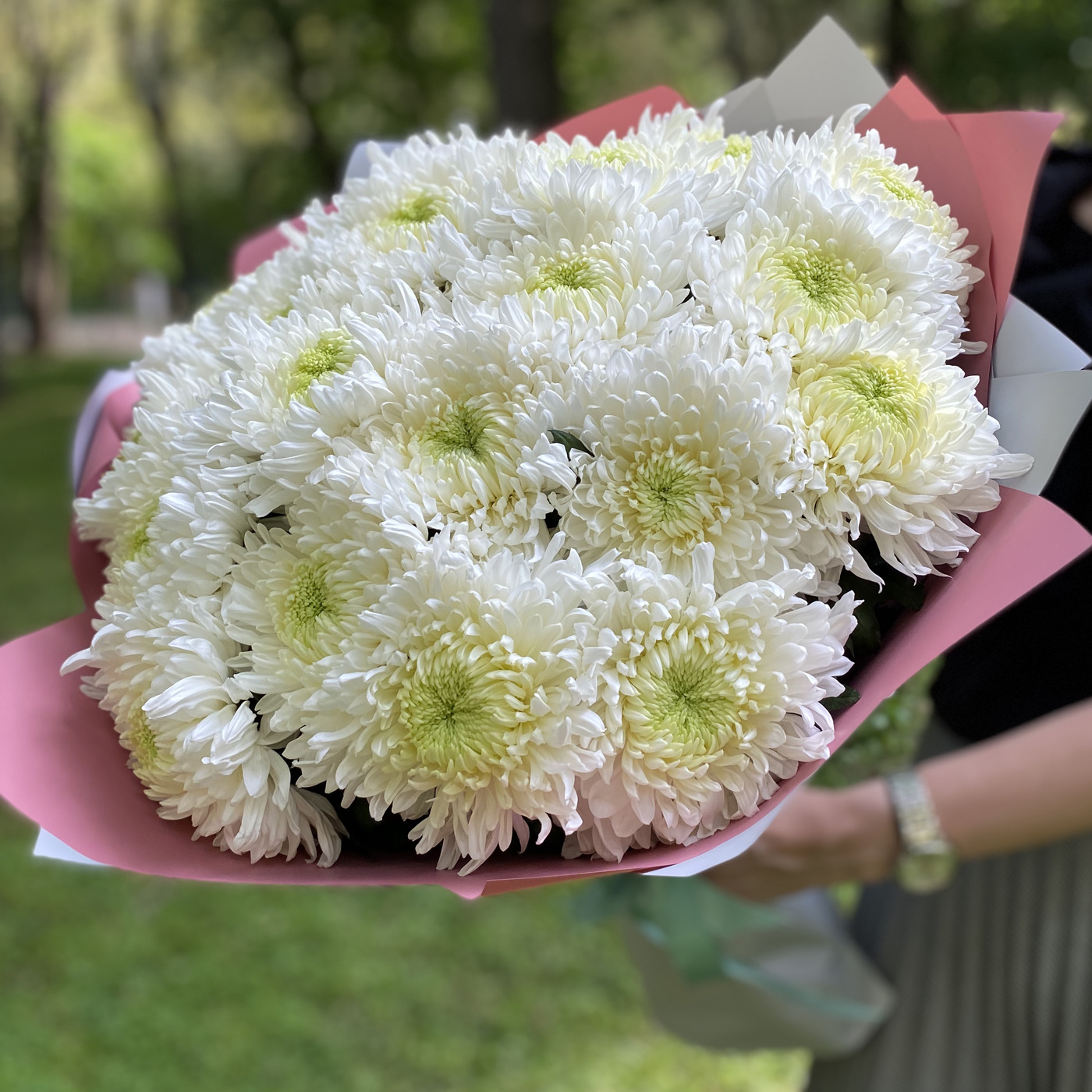 Купить хризантема в москве доставка цветов в казани цены