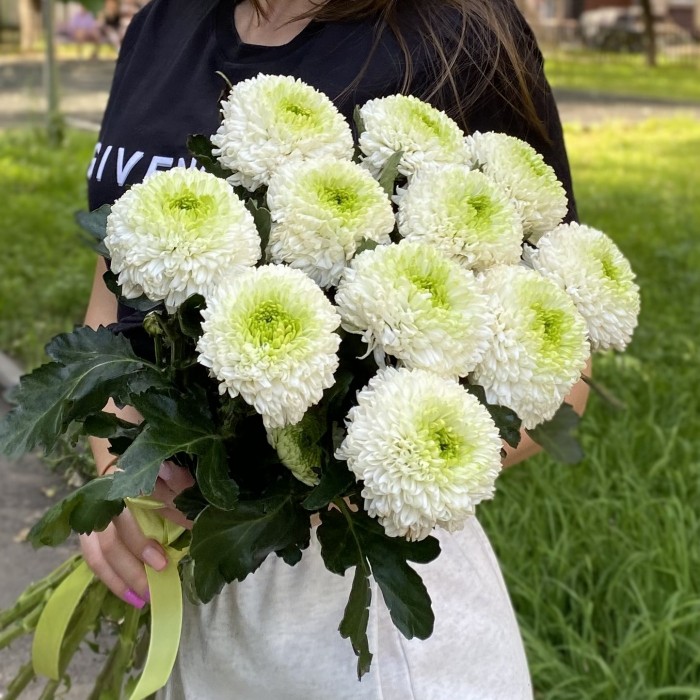 Хризантема бело-зеленая Помпон