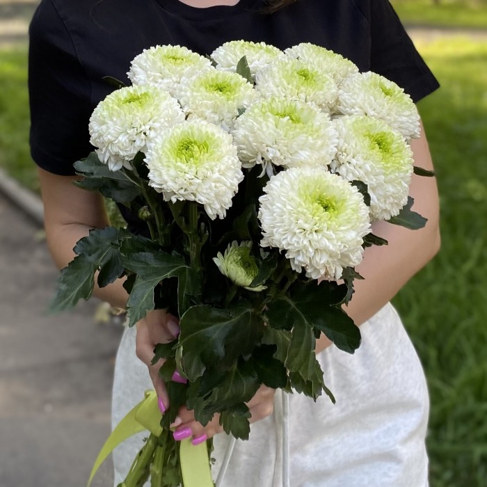 Хризантема бело-зеленая Помпон