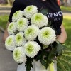 Хризантема бело-зеленая Помпон