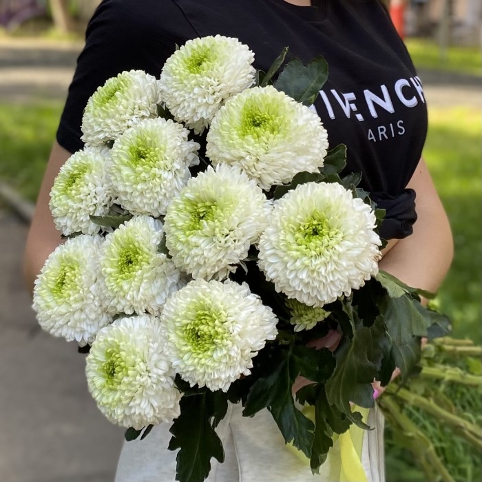 Хризантема бело-зеленая Помпон