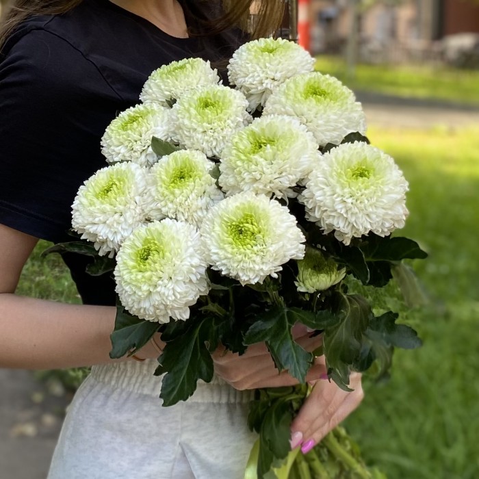 Хризантема бело-зеленая Помпон