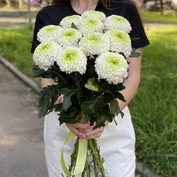 Хризантема бело-зеленая Помпон