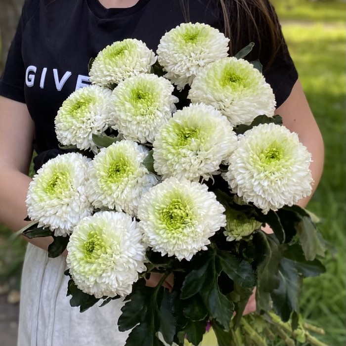 Хризантема бело-зеленая Помпон