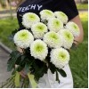 Хризантема бело-зеленая Помпон
