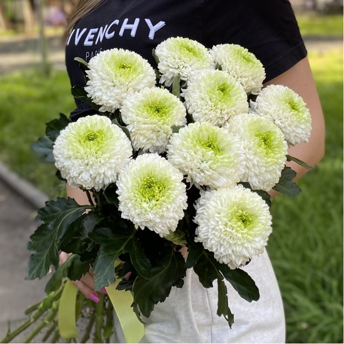 Хризантема бело-зеленая Помпон