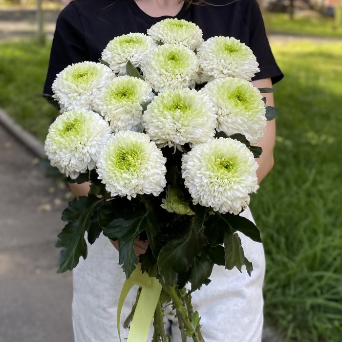 Хризантема бело-зеленая Помпон