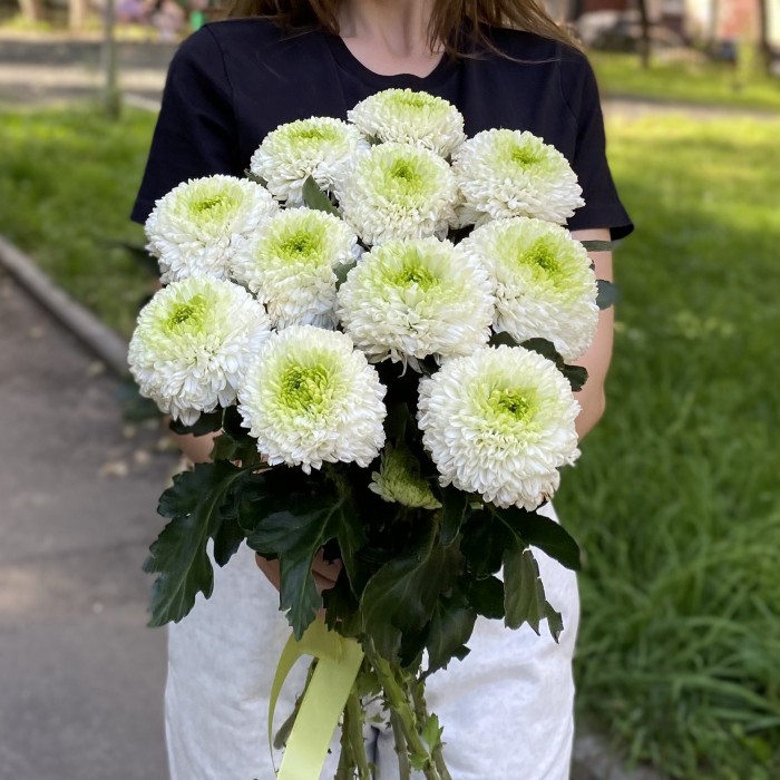 Хризантема бело-зеленая Помпон