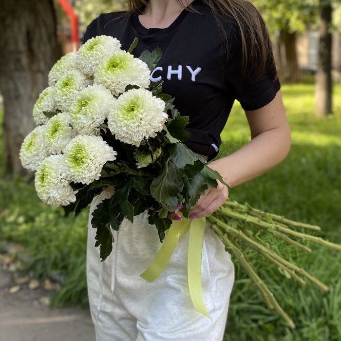 Хризантема бело-зеленая Помпон