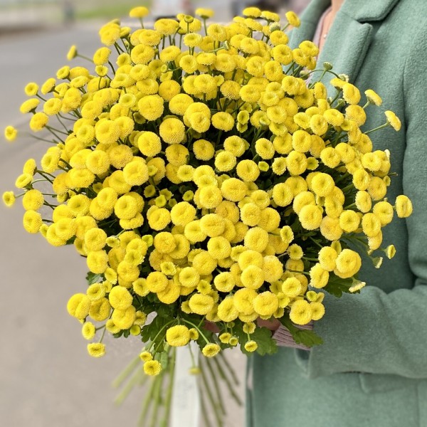 Танацетум желтый