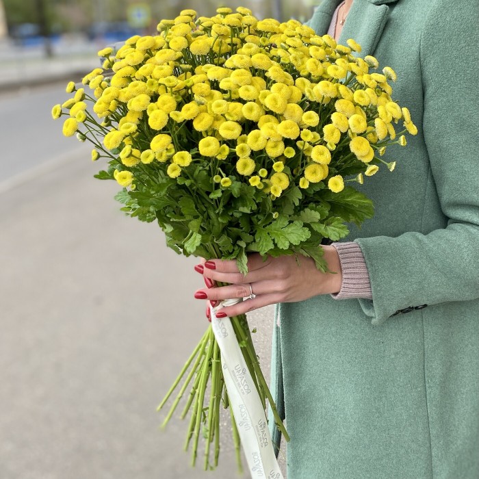 Танацетум желтый