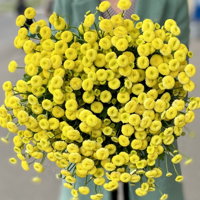 Танацетум желтый