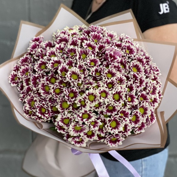 25 бело-фиолетовых хризантем Сантини