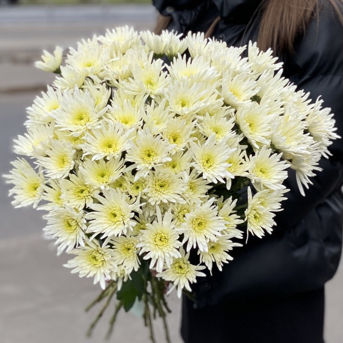 Кустовая игольчатая хризантема Делиан (Delianne)