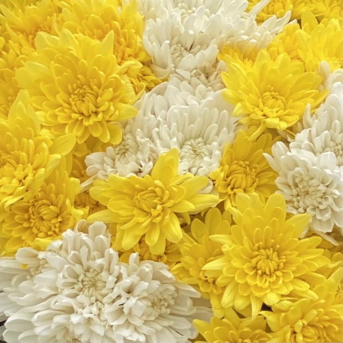 Букет из 9 кустовых белых и желтых  хризантем Балтика