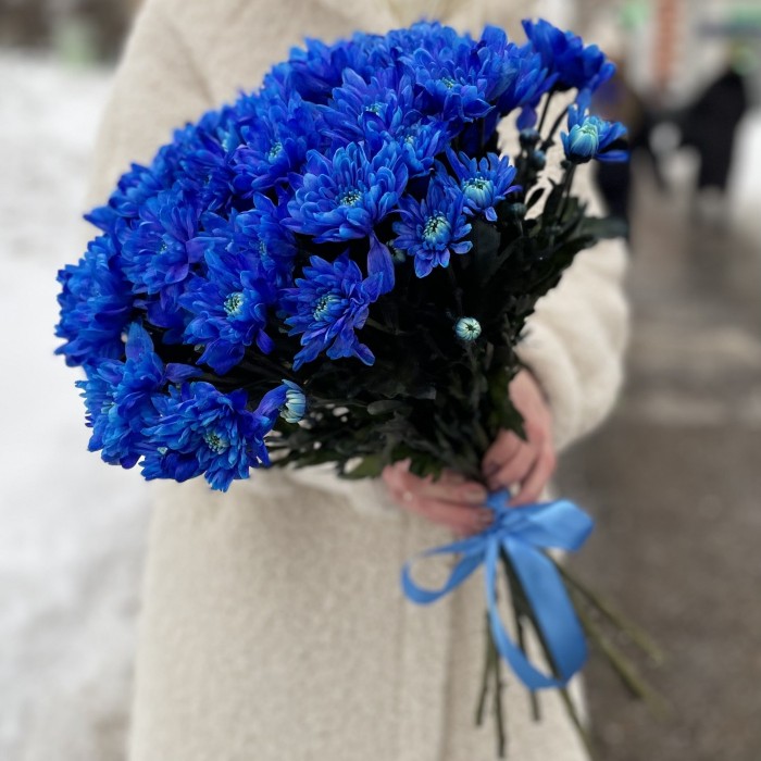 Хризантема кустовая синяя