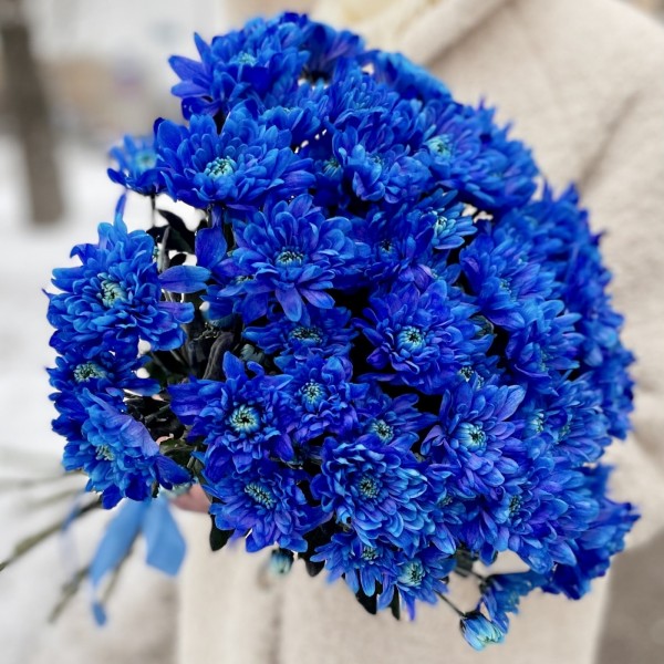 Хризантема кустовая синяя