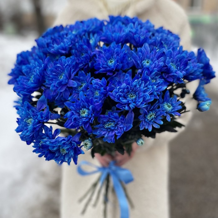 Хризантема кустовая синяя