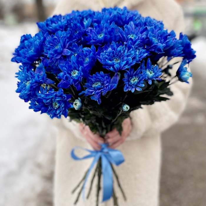 Хризантема кустовая синяя