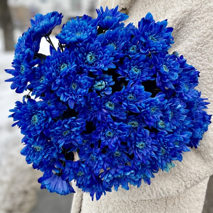 Хризантема кустовая синяя